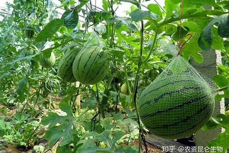 西瓜用什么肥料好