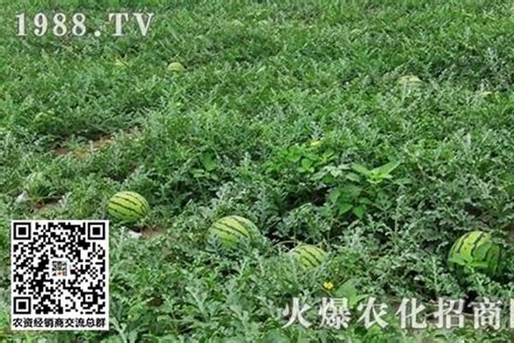 西瓜坐果后如何施肥