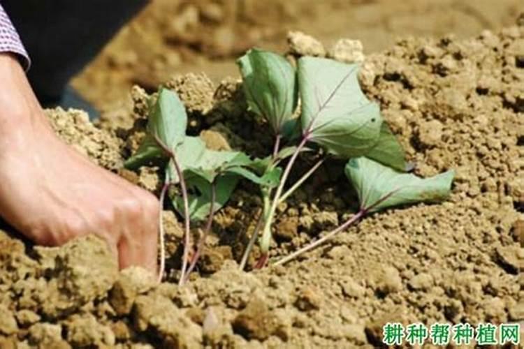 怎么辨别芸苔素内脂 真伪 优劣？ 谢谢