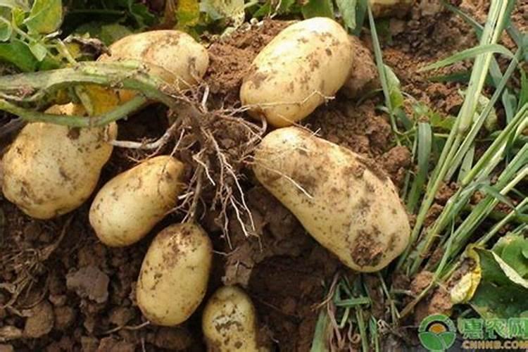 最常见的复合肥