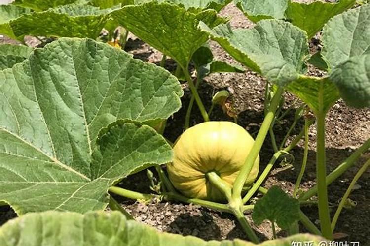 南瓜种植如何实现高产