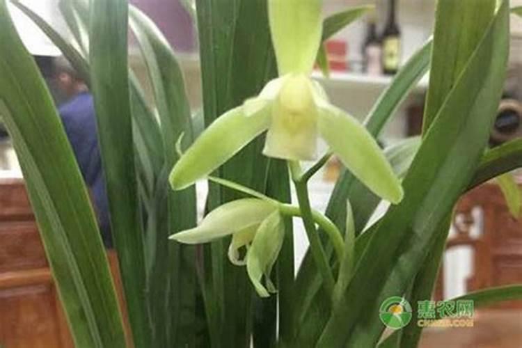 兰花多久施一次肥