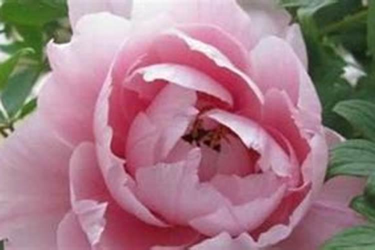 牡丹叶面肥打什么