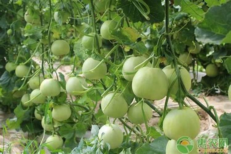 甜瓜增甜施水溶肥技巧