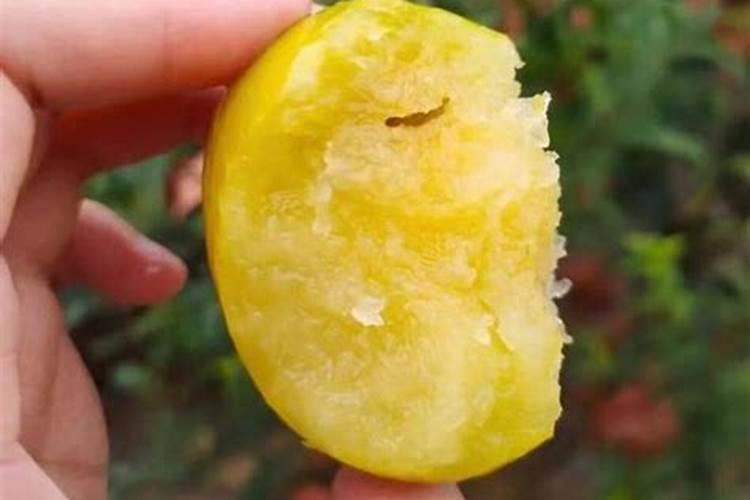 水溶肥十大名牌