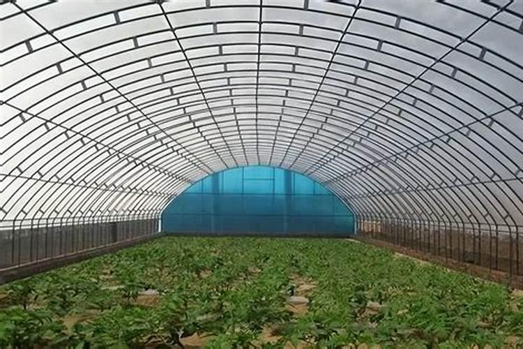 冬大棚芸豆定植后水肥管班技术