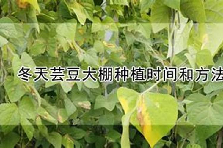 冬大棚芸豆定植后怎样管理