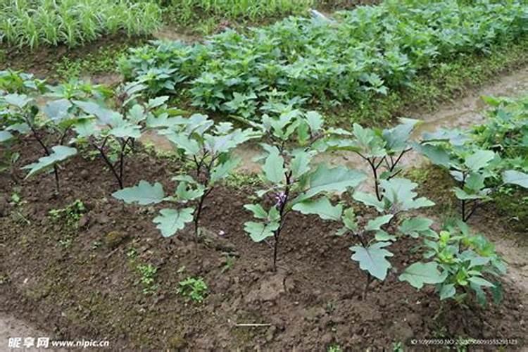 蔬菜苗期用什么肥料？