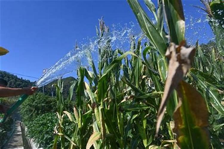 桔子施肥施什么肥最好