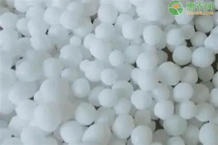 种植四季豆提高产量的施肥技巧有哪些 四季豆应该怎么养殖