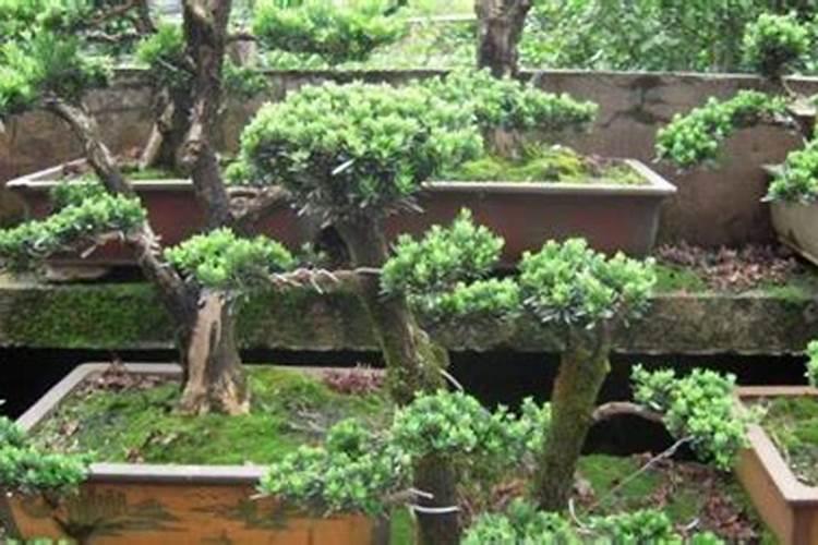 罗汉松施什么肥合适