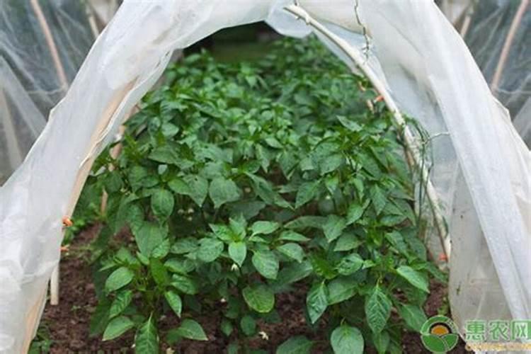 氮肥有哪几种叶面肥为氮肥