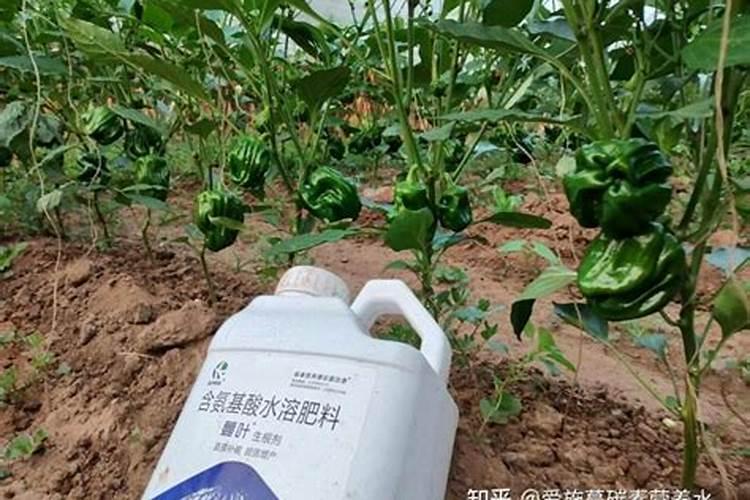 辣椒苗喷什么生根快