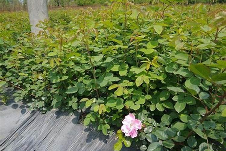 月季花最佳施肥时间是哪时候 月季花什么时候施肥好