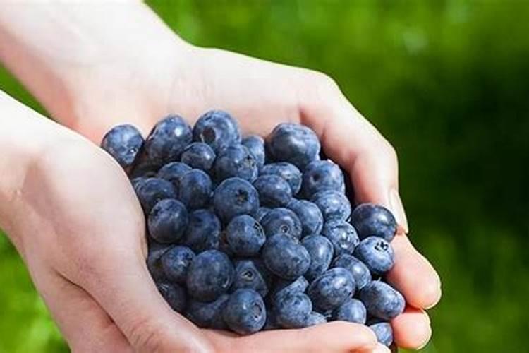 花椒树什么时候喷磷酸二氢钾好？