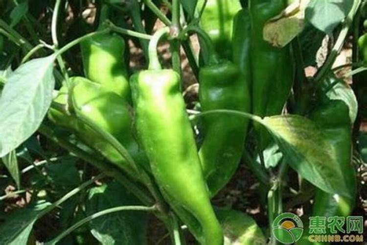 辣椒苗施什么肥最好？