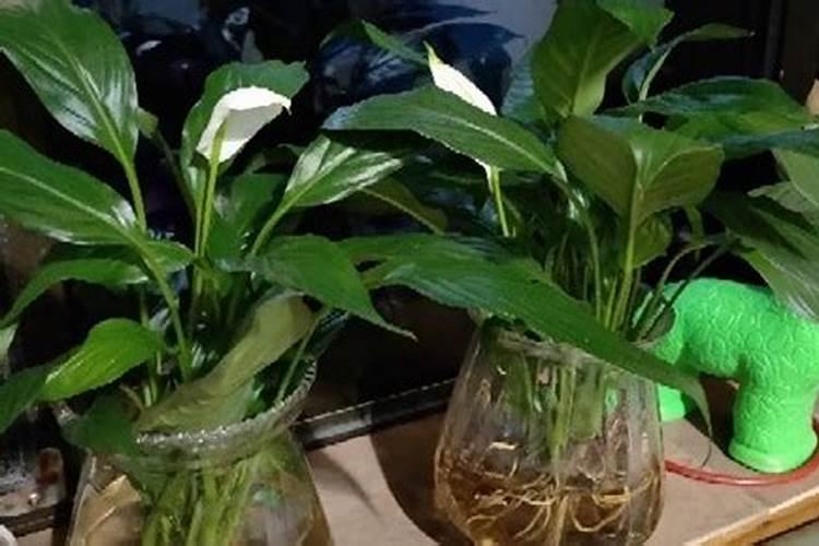 芸苔素使用技巧