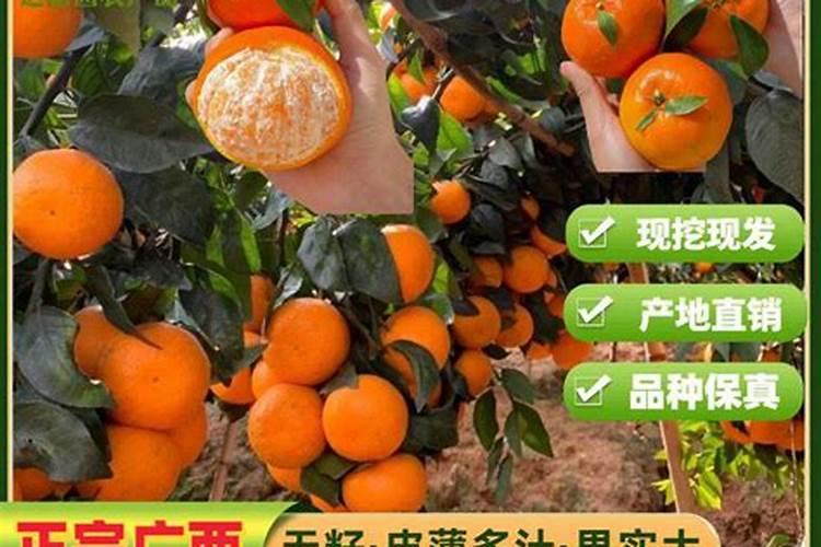 镁肥有那些种类？怎样施用？