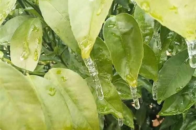 玉米追肥用尿素？千万别犯这些错误!这样施肥能增产15%