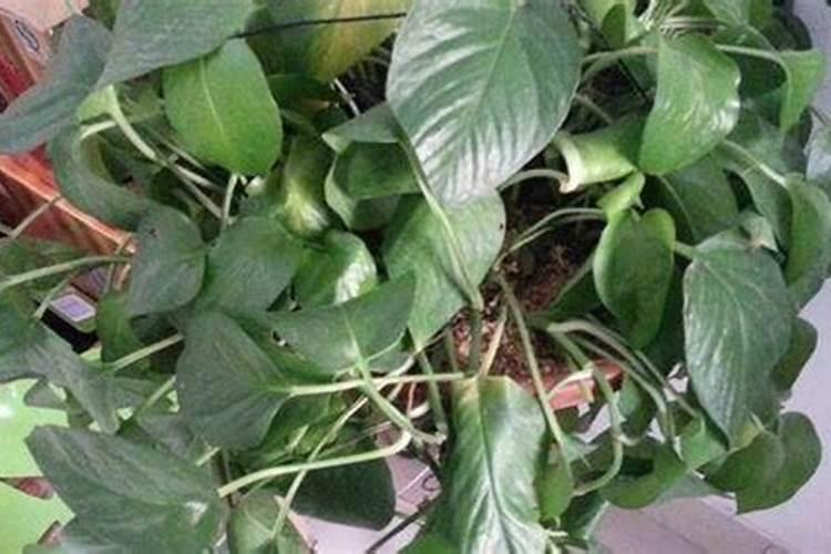 黄豆开花期打什么药保花保荚