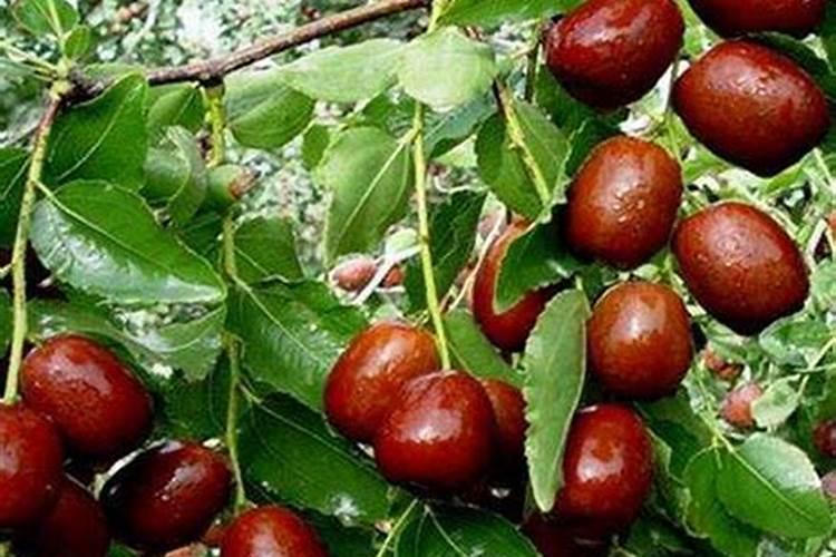 复合肥氮磷钾怎样计算