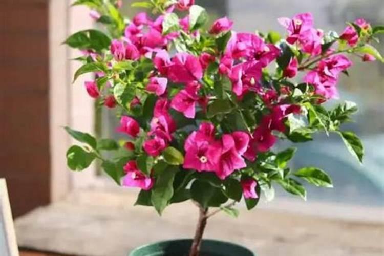 我的三角梅的花色变淡,有什么办法解决？
