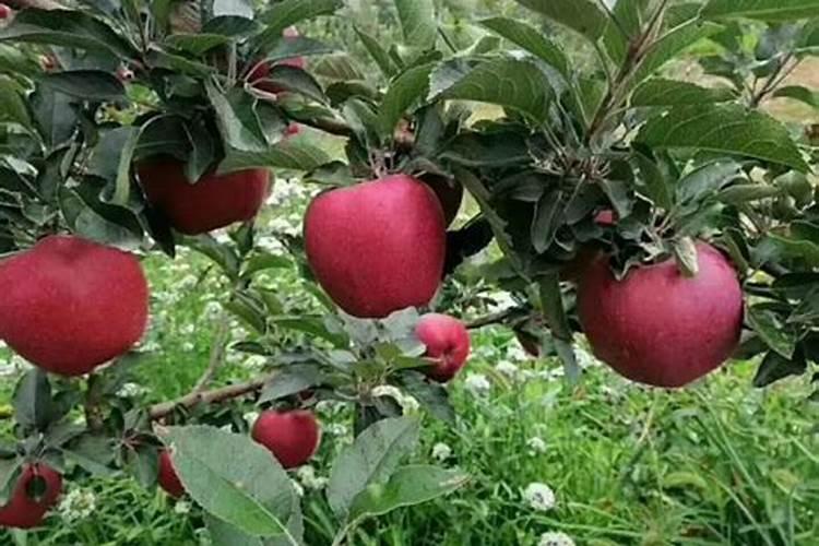 哪种生根粉效果更好,昆明什么地方可以买到？