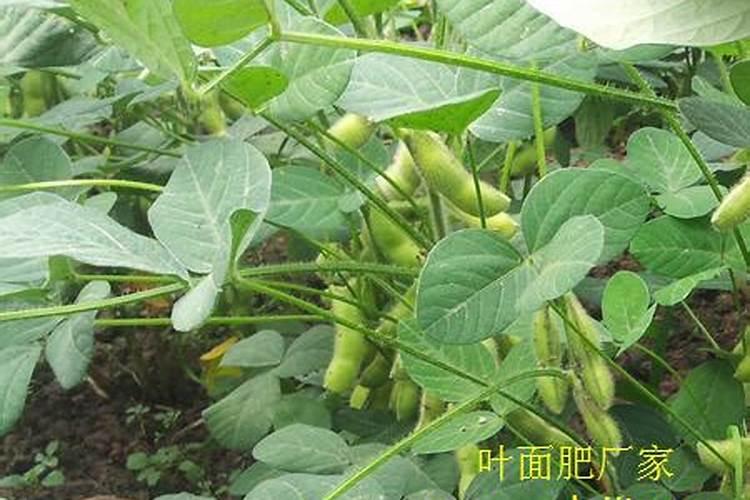 硼肥对红薯有什么作用 最佳使用时间