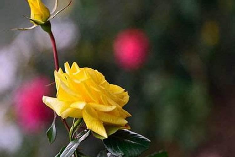 小麦拌种加芸苔素有什么好处,加多少合适呢？