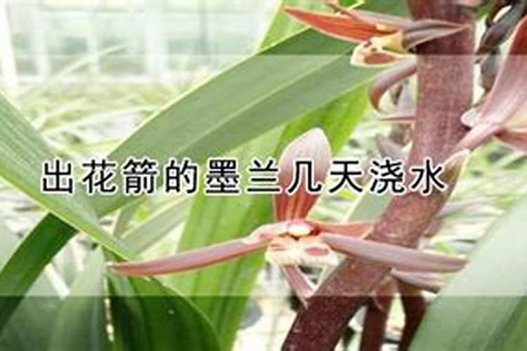 兰花刚出花箭用施肥么,长出花苞后用施肥吗