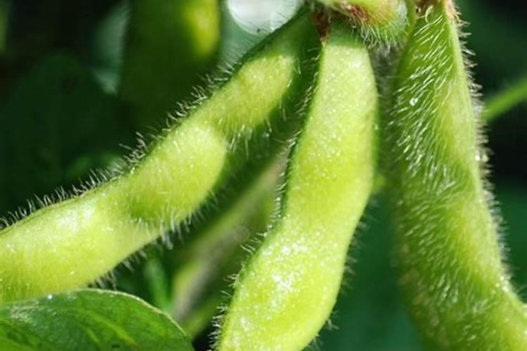 怎样种植豆子？