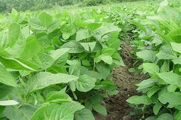 江淮之间黑豆什么播种呢？