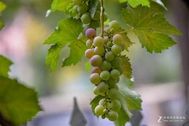 绣球花施什么肥