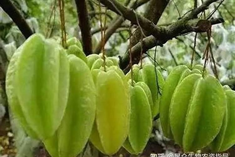 杨桃树一年施几次肥