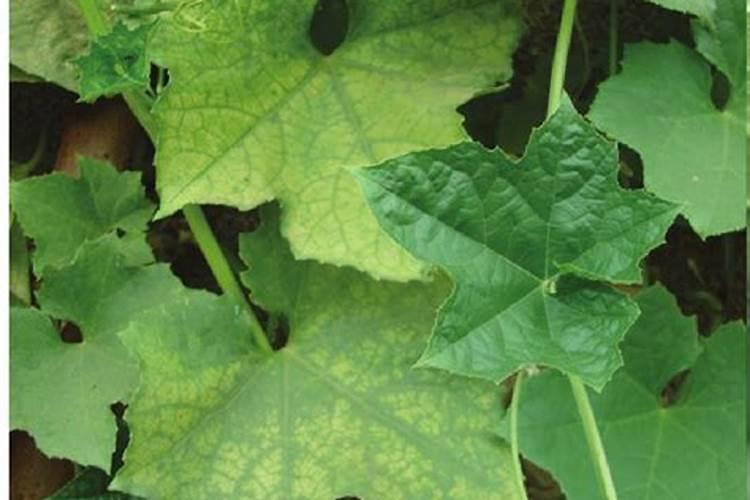 钾肥的正确使用方法 合理施用钾肥需要注意什么