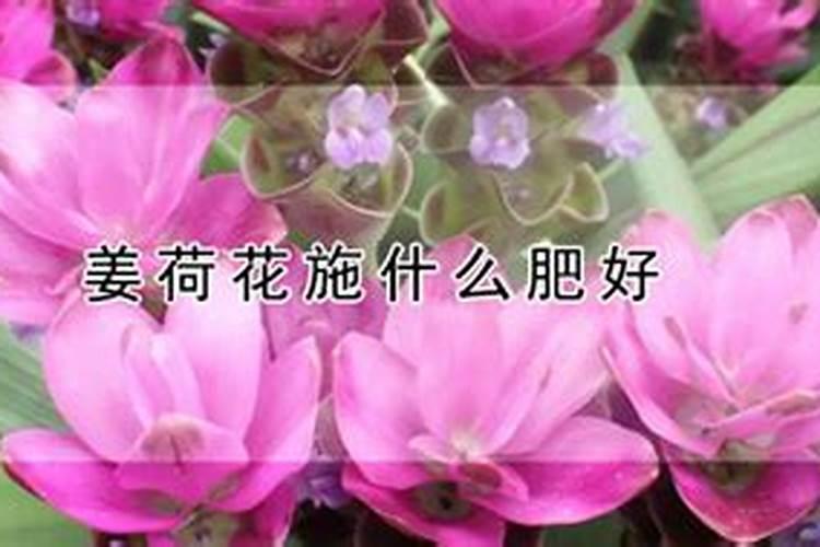 姜荷花施什么肥好