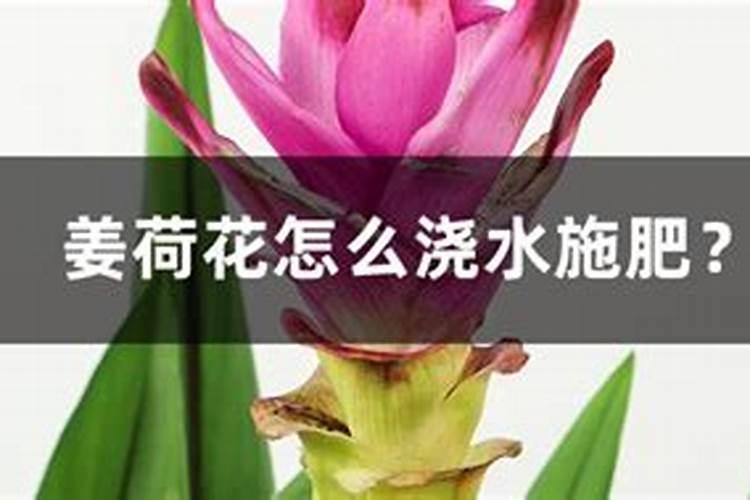姜荷花花期怎么施肥