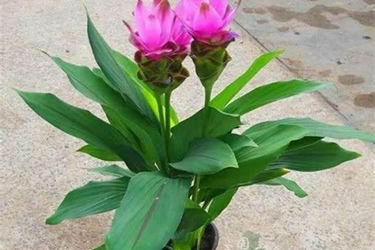 梨树的花期管理