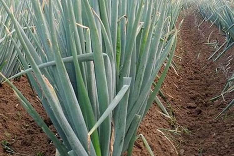 月季移栽多久施肥 月季移植后应当何时施肥？