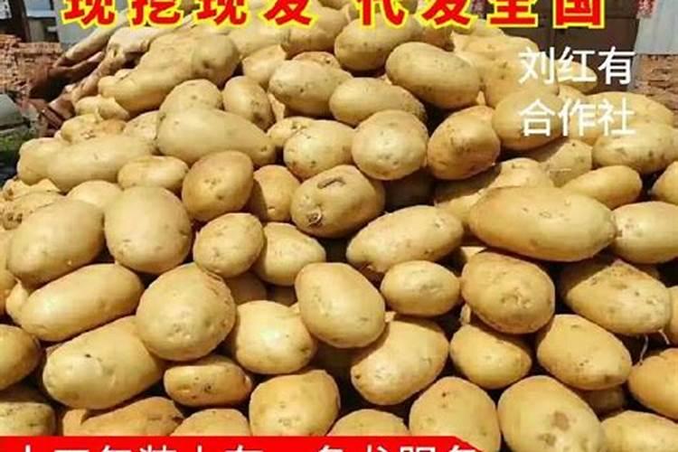 国光松尔肥多少钱