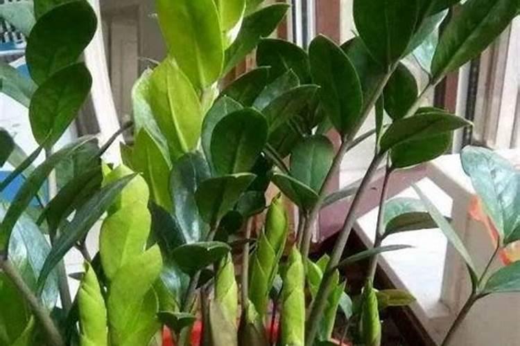 中午大太阳能给菜浇水吗？