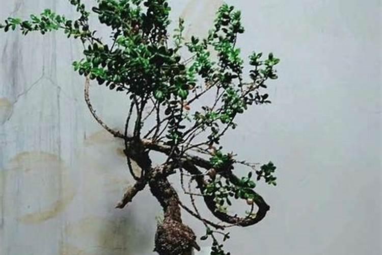 珍珠黄杨施肥过多怎么抢救