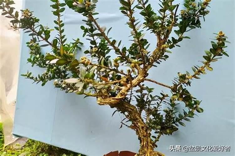 珍珠黄杨盆景养殖方法,六点使其旺盛生长