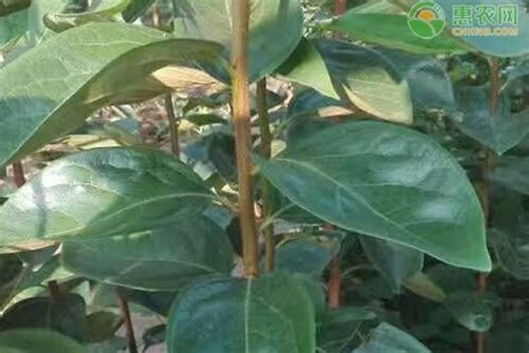 甜柿树施肥要合理,甜柿树怎么施肥好？