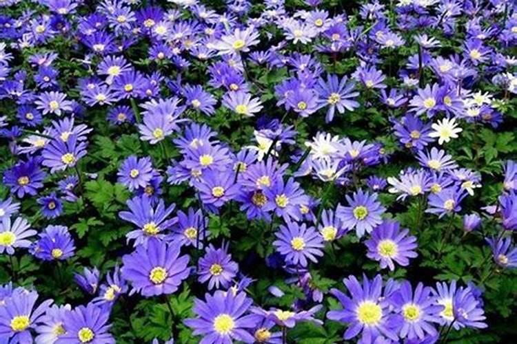 玉米氮磷钾的作用