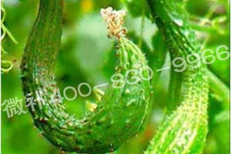 常见的叶面肥有哪些？叶面肥都有几大类？
