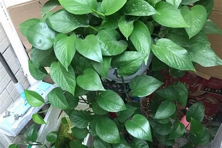 施肥选择在下雨前还是下雨后 施肥时间