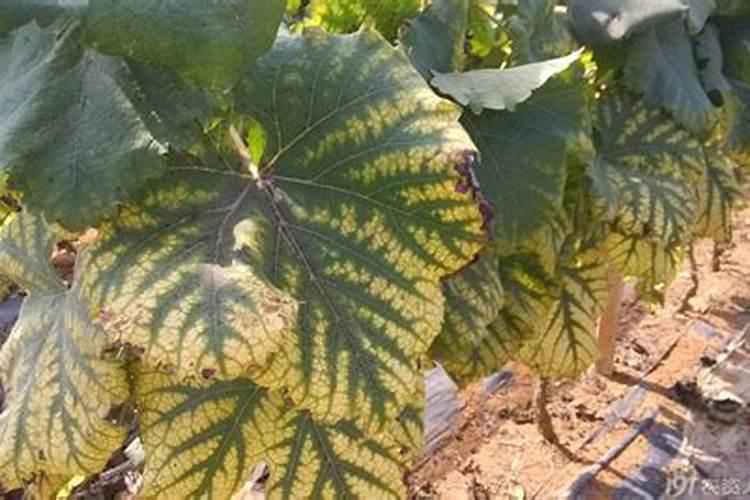 苍术育苗一亩地用多少斤种子？