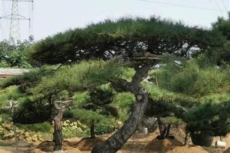 米酒可以浇花吗