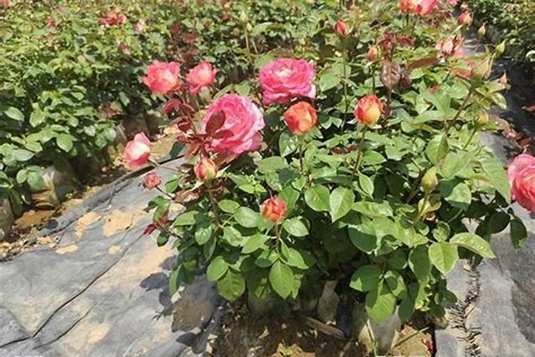 月季花秋季施肥方法